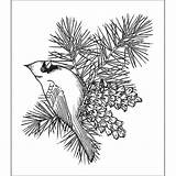 Pine Cone Drawing Cardinal Coloring Pages Christmas Bird Birds Cardinals Ponderosa Cones Branch Printable Outline Winter Creations Stamps Getdrawings Sheets sketch template