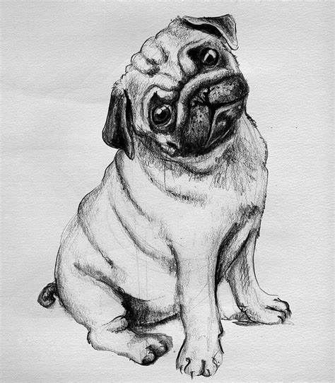 realistic pug coloring pages hannah thomas coloring pages