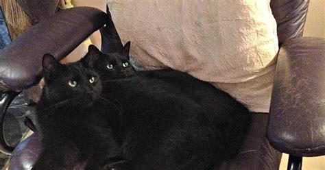 Two Black Cats May Mean Double The Bad Luck But It Also Means Double