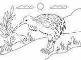 Kiwi Coloring Bird Pages Categories sketch template