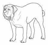 Mastiff English Coloring Pages Printable Dogs sketch template