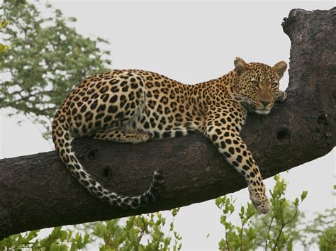 enciclopedia de animales el leopardo