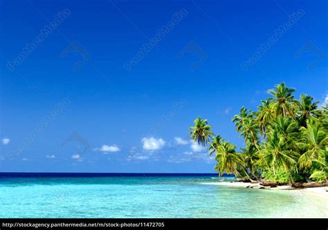 strand mit palmen stockfoto  bildagentur panthermedia