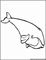 Whale Whales Printable Mammals sketch template