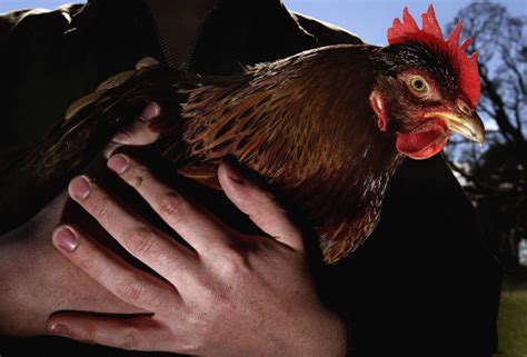 Fowl Incident Wife Catches Husband Having Sex With Chicken Court