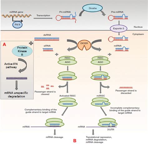 mechanisms  gene silencing  mirna dsrna  sirna part     scientific