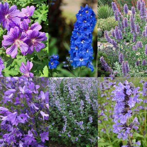 blauwe honingbes  lonicera caerulea kamtschatica fruitplanten kwekersvergelijk vaste