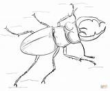 Stag Beatle sketch template