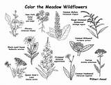 Coloring Meadow Wildflowers sketch template