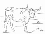 Longhorn Mammals sketch template