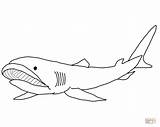 Shark Megamouth Coloring Clipart Pages Printable Supercoloring Sharks Color Webstockreview Categories sketch template