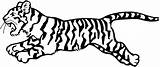 Tiger Coloring Pages Animals Cub sketch template