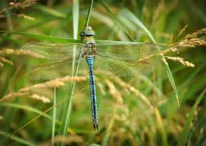 10 astounding things you should know about dragonflies
