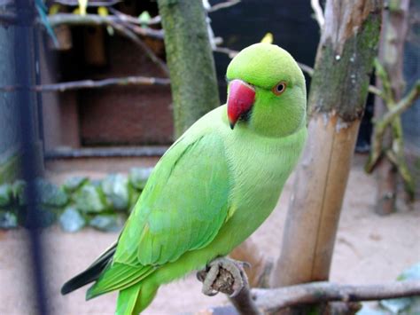 meaning  symbolism   word parrot