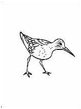 Pages Sandpiper Coloring Drawing 1coloring sketch template