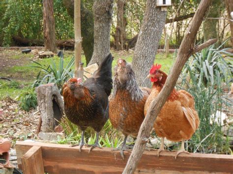 My Flock Of Five Backyard Chickens Community