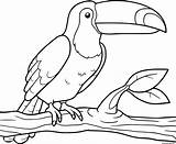 Toucan Tukan Amerique Oiseau Kolorowanki Tucano Keel Billed Desenho Dzieci Tucan sketch template