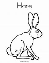 Hare Rabbit Arctic Getcolorings sketch template