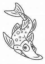 Fish Pike Coloring Illustration Cartoon Pages Dreamstime Illustrations Stock Isolated Character Sleeps Animal Drawing sketch template