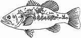 Walleye Groovy Crappie Colouring sketch template