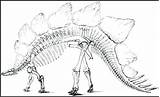 Fossil Coloring Pages Dinosaur Fossils Getdrawings Getcolorings Pag sketch template