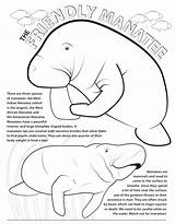 Coloring Manatee Template Cute Pages sketch template
