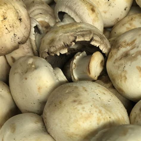 cup mushrooms  farmers fayre
