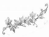 Vine Ivy Drawing Vines Drawings Leaves Leaf Plant Rose Grape Poison Tattoo Clipart Google Sketches Draw Cliparts Tattoos Clip Plants sketch template