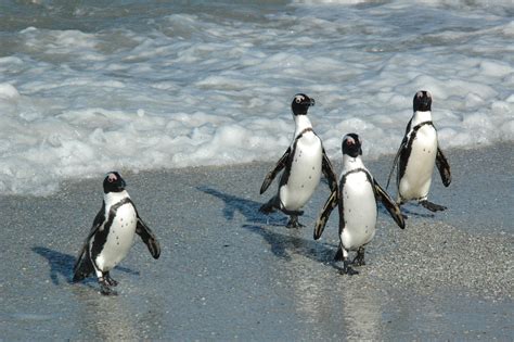 pinguine  suedafrika foto bild tiere wildlife wild lebende voegel