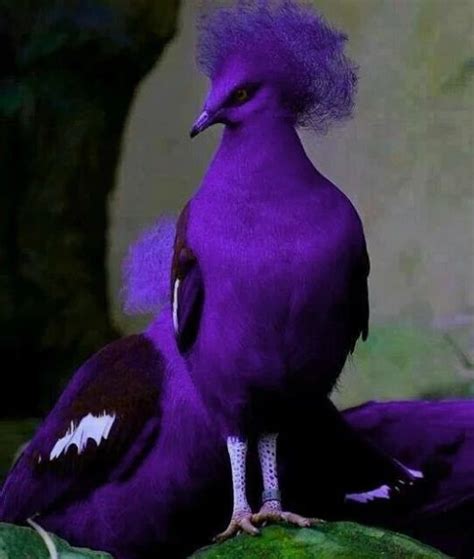 google  beautiful birds purple bird beautiful birds