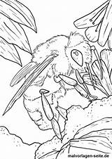 Biene Bienen Malvorlage Malvorlagen Kostenlos Ausmalbild Ausmalen Blumen Kinderbilder Insekten Anklicken Bildes öffnet sketch template