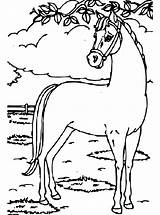 Paarden Paard Pferde Malvorlage Ausmalbilder Honden Kleurplaatjes Zo Stimmen Wei 1004 1029 Stemmen Erstellen Kalender sketch template