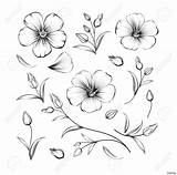 Blossom Cherry Drawing Outline Blossoms Illustration Coloring Getdrawings Draw sketch template