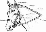 Horse Coloring Pages Bridle Horses Drawing Printable Clipart Colouring Anatomy Stall Camp Riding Book Print Head Bit Bridles Seabiscuit Stalls sketch template