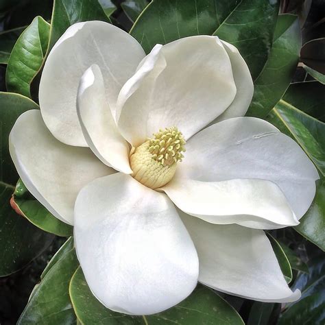 southern magnolia flower magnolia grandiflora  flickr
