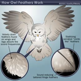powerful owl adaptations   grampians