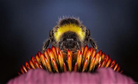 honingbijen van bijen ongewerveld picture image
