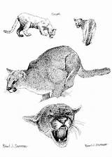 Coloring Cougar Large sketch template