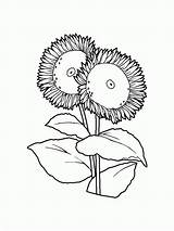 Sunflower Sunflowers sketch template