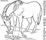 Horse Coloring Pages Baby Print sketch template
