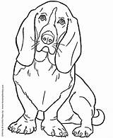 Coloring Dog Hound Pages Basset Visit sketch template