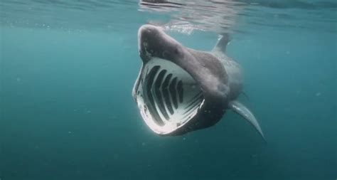 20 datos interesantes sobre los tiburones info en taringa