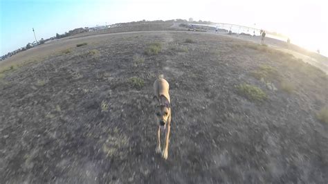 dog chases drone  funny youtube