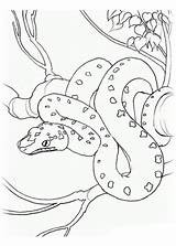 Ausdrucken Schlangen sketch template