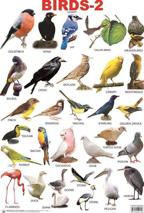 resultado de imagen de birds  names animals   english bird