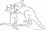 Kangaroo Coloring Fighting Coloringpages101 Pages sketch template