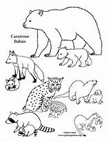 Coloring Carnivore Babies sketch template
