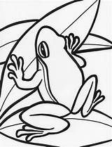 Frog Frogs Peace Eyed Leap Clipartmag Bestcoloringpagesforkids sketch template