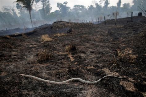 amazon fires sparking  crisis  brazil   world abs cbn news