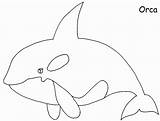 Orca Coloring Whale Para Colorear Pages Kids Drawing Ballenas Orcas Popular Library Clipart Choose Board Coloringhome Party sketch template